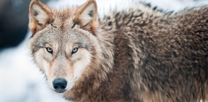 Niesamowita historia. Znaleźli matkę wilka, dzięki badaniom DNA