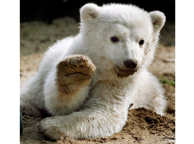 23 marca 2007: dzień, w którym Knut po raz pierwszy został pokazany gościom berlińskiego zoo