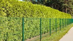 Tuje: jak daleko sadzić od ogrodzenia? Co ile centymetrów? [PRAWO]