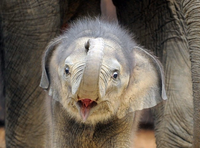 Ten słonik azjatycki przyszedł na świat 15 kwietnia w zoo w czeskiej Ostrawie