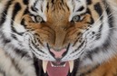 A Siberian tiger growls at the St-Felicien Wildlife zoo