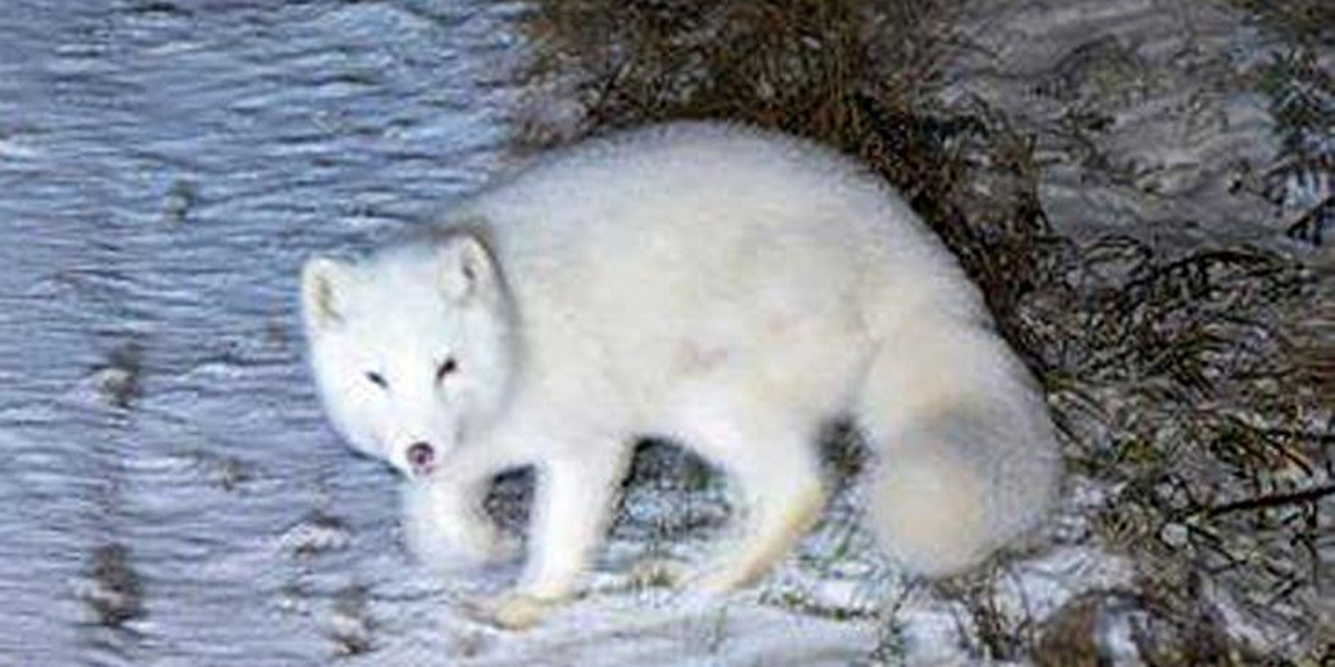 Lis polarny na terenie Tatrzańskiego Parku Narodowego