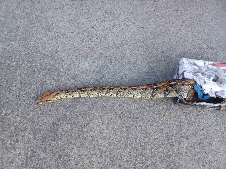 Wąż boa znaleziony w lesie w Gdyni