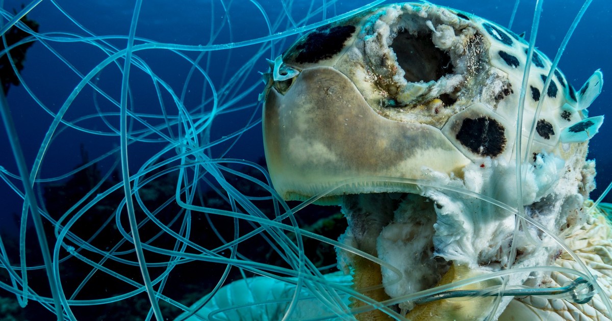 A gutwrenching photo of a dead turtle stuck in fishing line puts the