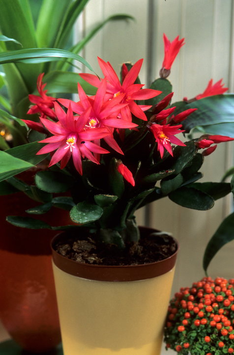 Kaktus wielkanocny (Rhipsalidopsis gaertneri) -  nazwę zawdzięcza okresowi kwitnienia, który rozpoczyna się w kwietniu.