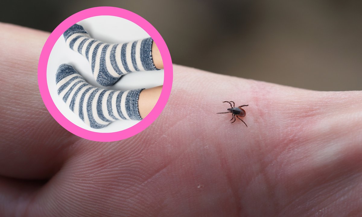 Skarpety przeciwkleszczowe to nowy hit. Wyróżnia je ta jedna rzecz