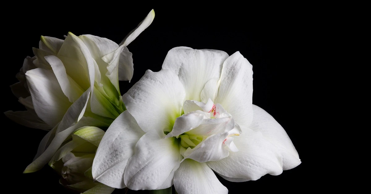 Amarylis to zjawiskowy kwiat bożonarodzeniowy. Kiedy sadzić cebulę Hippeastrum? Już w listopadzie