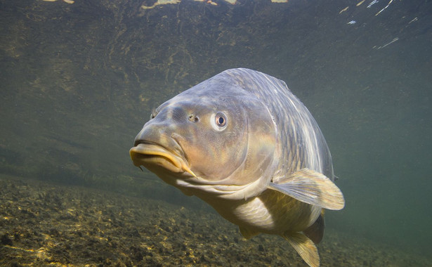 Żywy karp przed świętami? Trudna sprawa