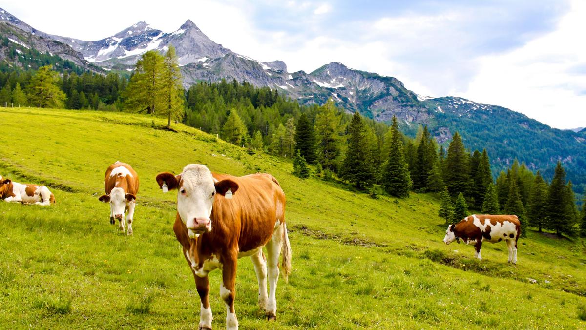 cows on an alpine meadow