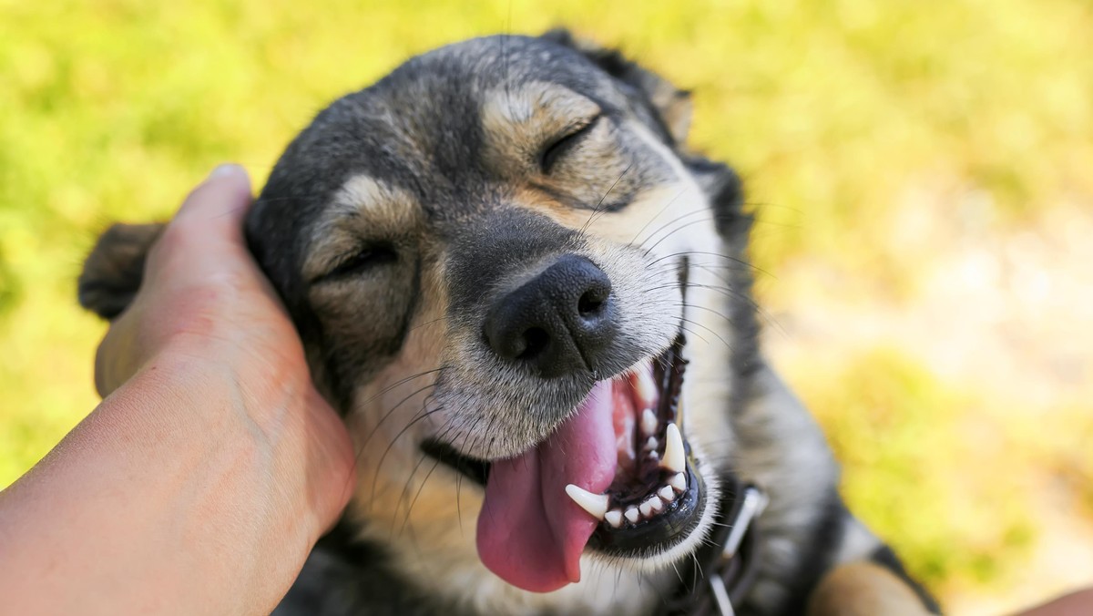 cute dog put his face on his knees to the man and smiling from the hands scratching her ear