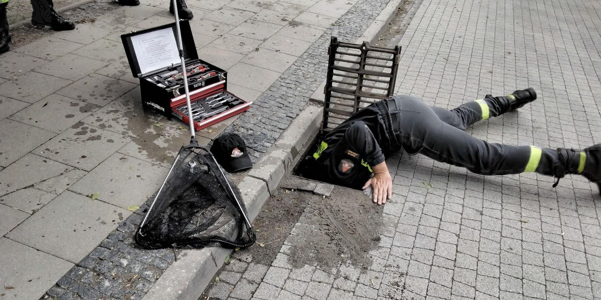 Radzyń Podlaski. Kacza rodzina wpadła do kanału burzowego.