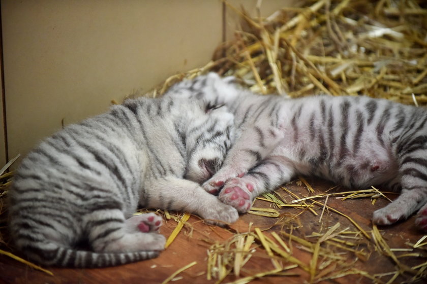 W ZOO Safari w Borysewie urodziły się kolejne tygryski