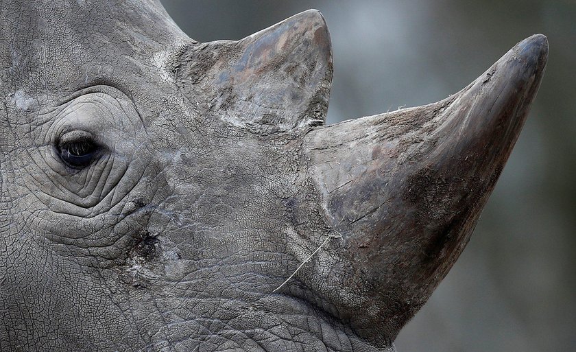 Kłusownicy zabili nosorożca w podparyskim zoo