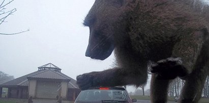 O matko! To nie fotomontaż!