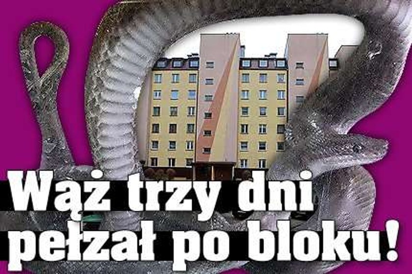 Wąż trzy dni pełzał po bloku!