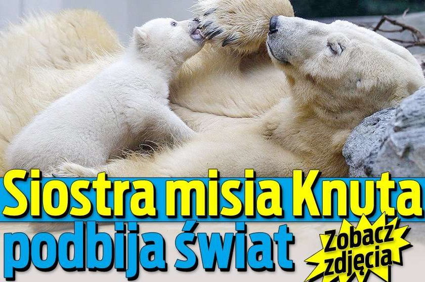 Siostra misia Knuta podbija świat! WIDEO