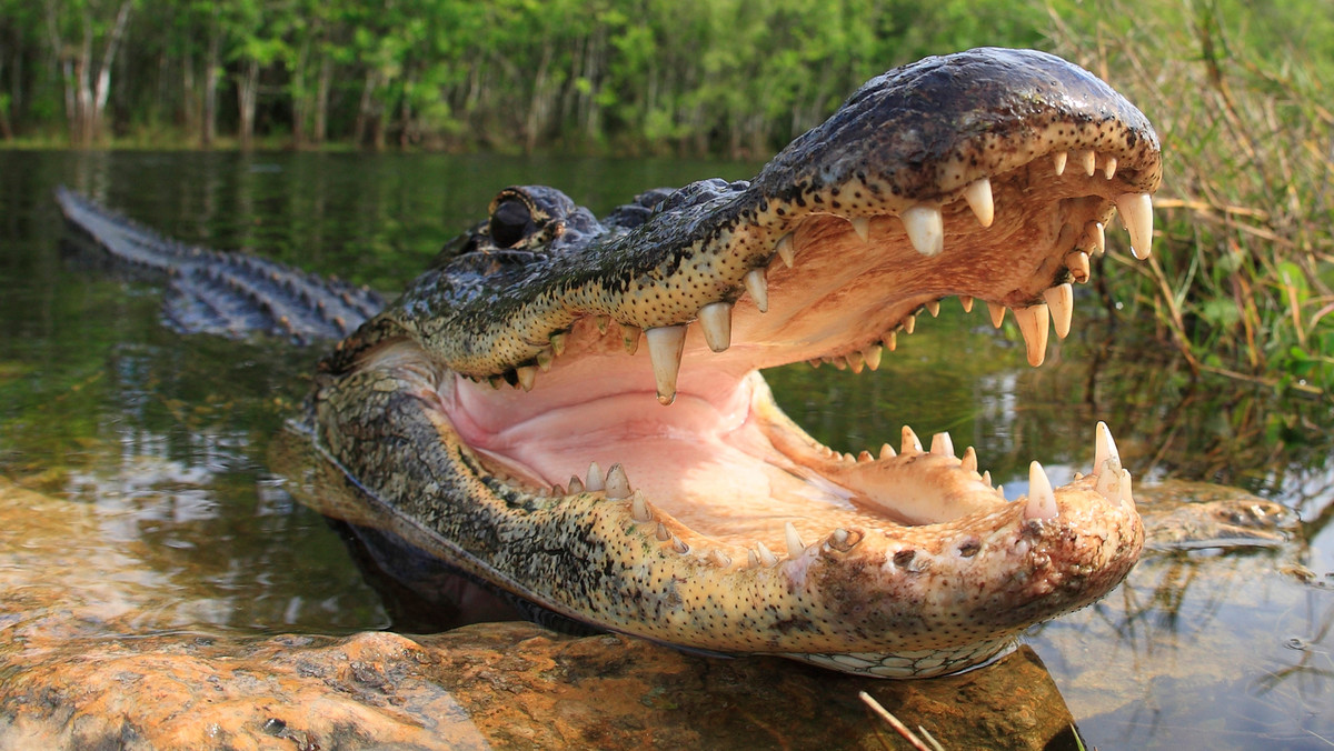 <strong>Na Florydzie aligator zaatakował i ciężko ranił mężczyznę, który podczas przejażdżki rowerowej w Parku Halpatiokee wpadł do wody - poinformowała we wtorek miejscowa policja.</strong>