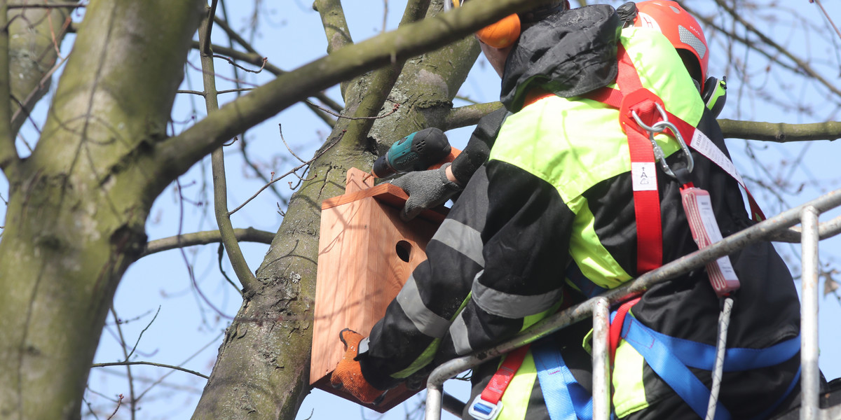 600 budek lęgowych zawiśnie na drzewach do końca marca 