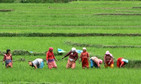NEPAL - ECONOMY - AGRICULTURE