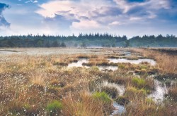 Jak zatrzymać emisje z torfowisk? Prosta zmiana może zamienić pola w pochłaniacze CO2