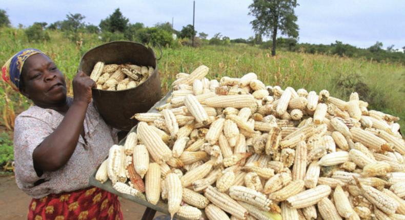 Poor maize harvest in Zimbabwe has been blamed on inadequate rainfall during the planting season