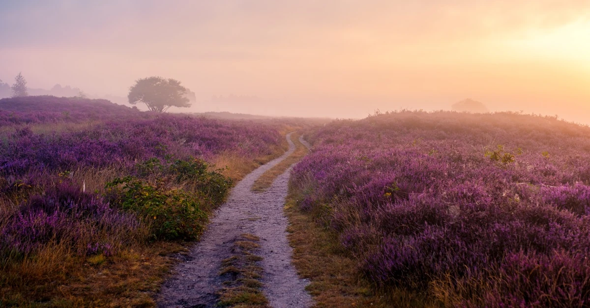 Wrzosy w donicy: w domu i na ślubie? Czy to pasuje? Są pewne przesądy, ukryte znaczenie i zabobony