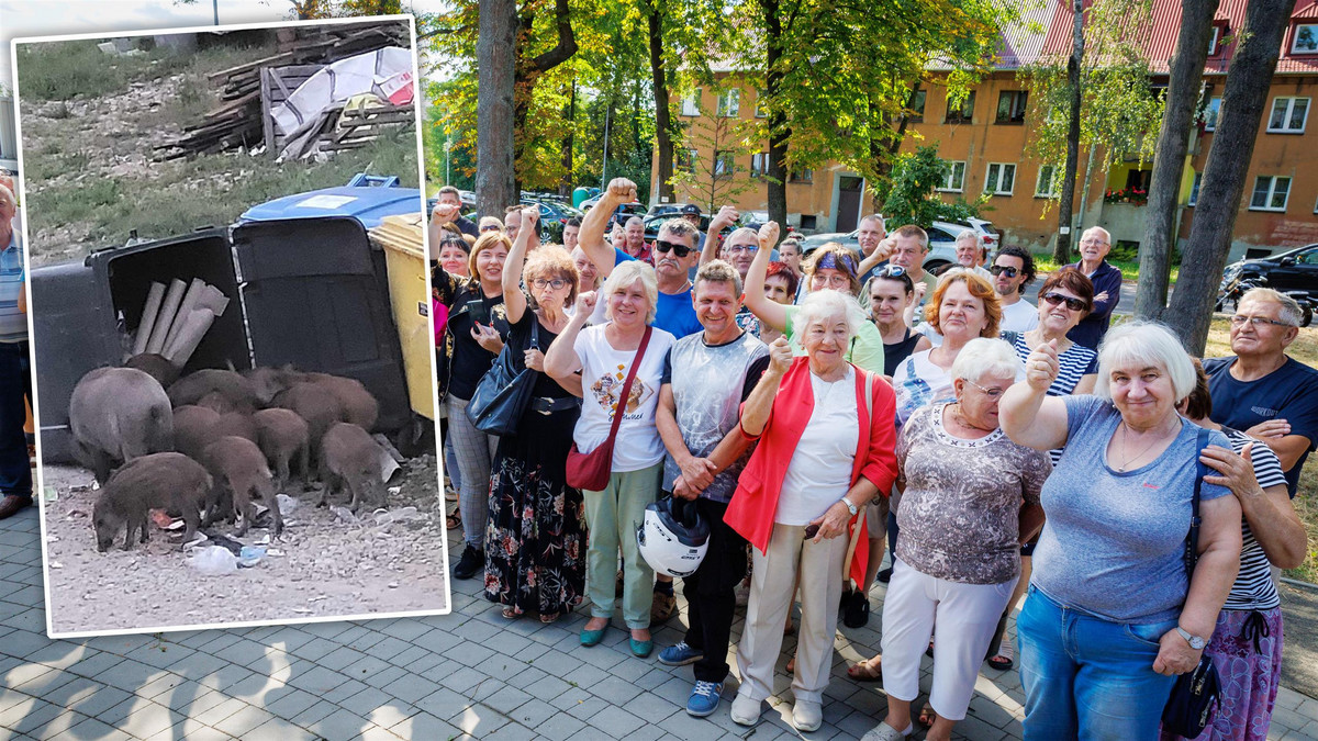 Wataha dzików terroryzuje osadę. Nie reagują na nic. Polują na kury i gęsi!