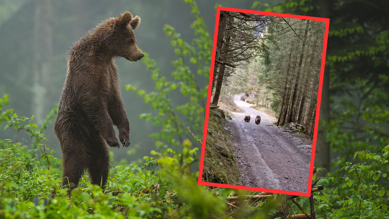 Rodzinka niedźwiedzi na szlaku w Tatrach. Czy turyści powinni się bać?