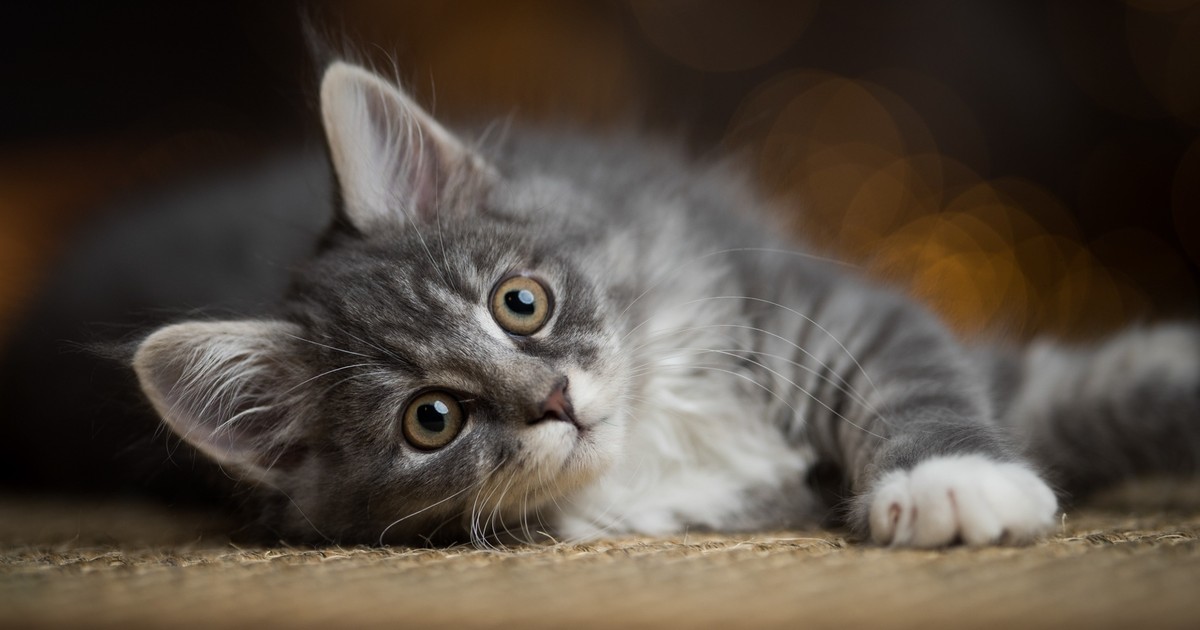 Kot Krzyś podrapał prokuratorkę w Łodzi. Ukarano go banicją i zakazem wstępu do budynku