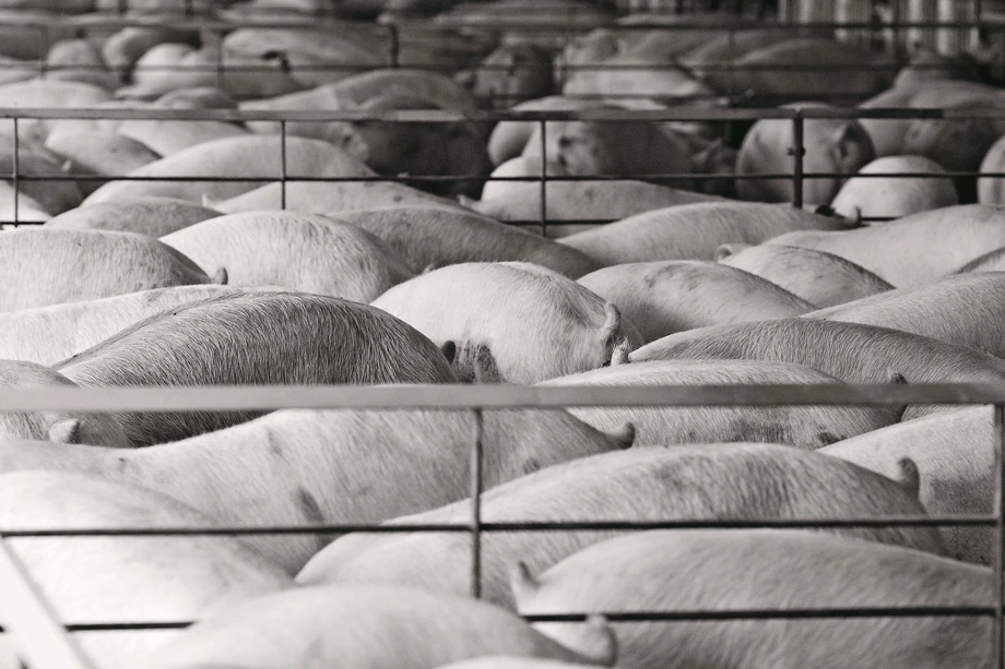 Gospodarstwa liczące tysiąc i więcej sztuk świń to zaledwie 1 proc. wszystkich gospodarstw posiadających trzodę, ale to one produkują 38 proc. polskiej wieprzowiny