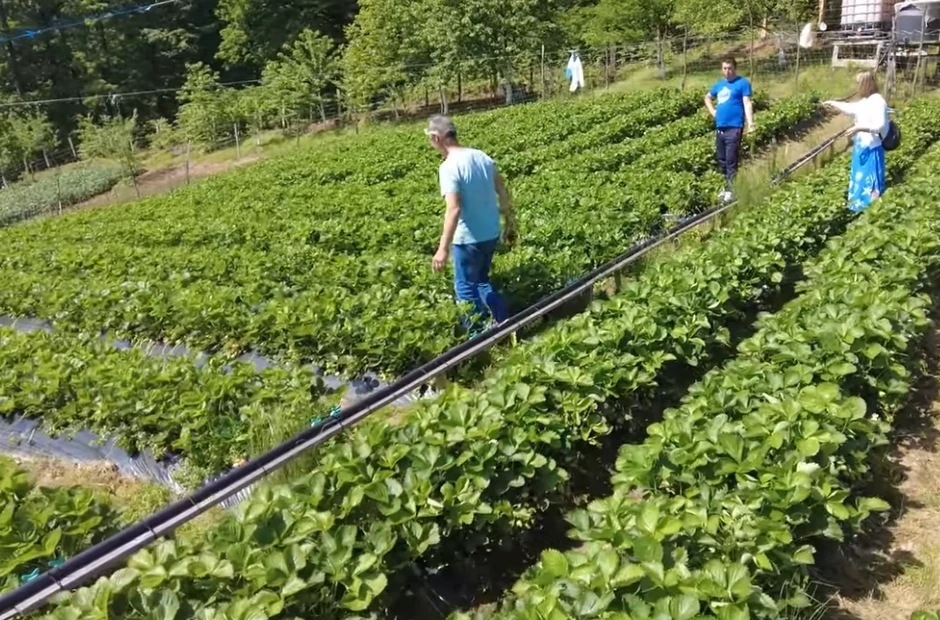 Osman i nejov sin Fahrudin