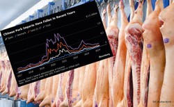 Pierwszy odwet Chin za auta elektryczne? Pekin rozpoczyna dochodzenie ws. wieprzowiny z UE