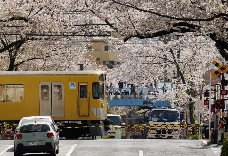 Cvetanje trešnji u Japanu - Tokio
