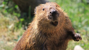 "Banalny" QUIZ z polskich ssaków. Większość odpada na pytaniu o łosia