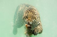 JAGUAR DIVE / JAGUAR DIVE /1565184