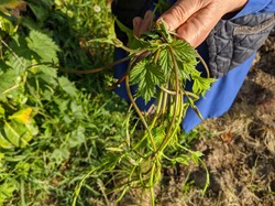 W Polsce to chwast, a na zachodzie Europy kosztuje nawet 1000 euro