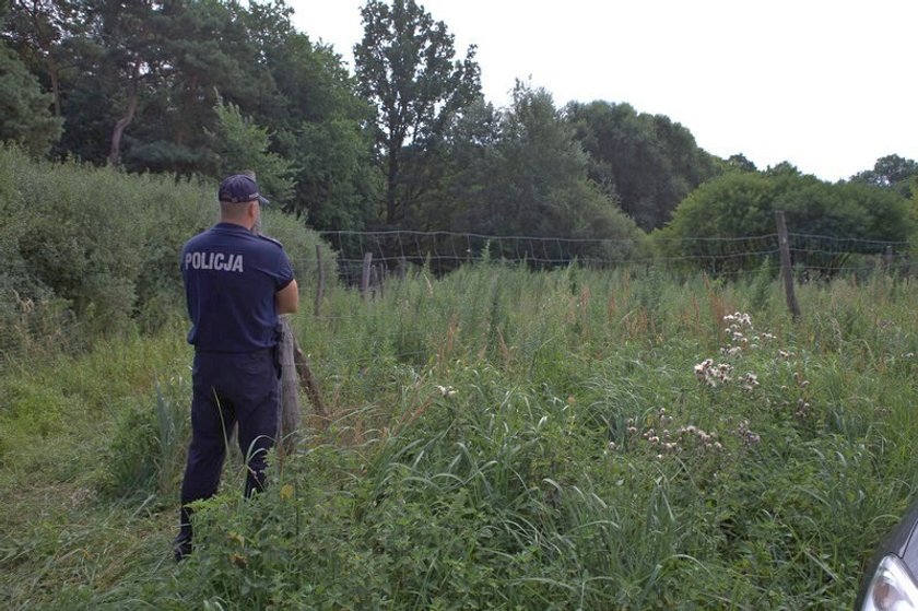 Zlikwidowano plantację marihuany na poligonie w Biedrusku