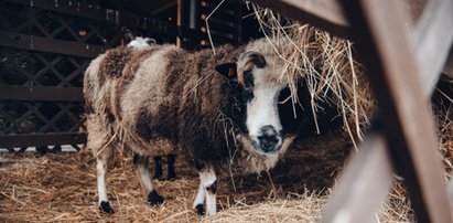 Tak narodził się Chrystus. Śląskie zoo zaprasza do żywej stajenki