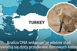 Jak koty opanowały Ziemię