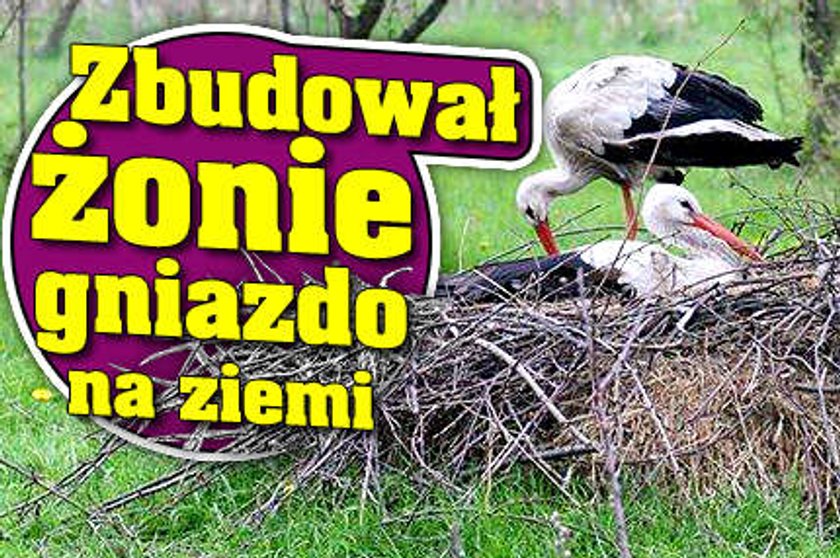 Zbudował żonie gniazdo na ziemi