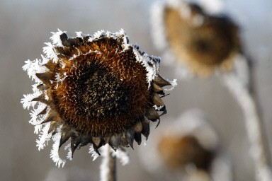 GERMANY-WEATHER-SUNFLOWER