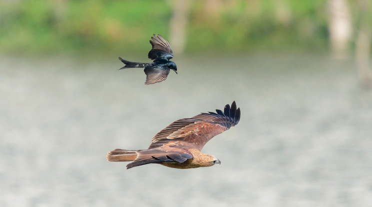 A királydrongó egy ideig a kánya mögött repült, méregette a nagyobb madarat /Fotó: Northfoto