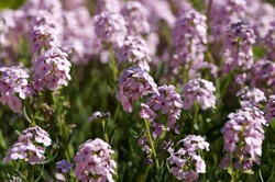 Ten kwiat urośnie nawet na nieurodzajnej glebie i żwirze. Zobacz galerię zdjęć