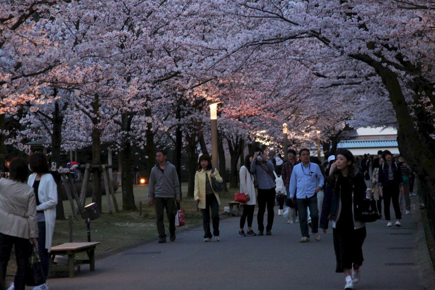 Kwitnące wiśnie, Japonia