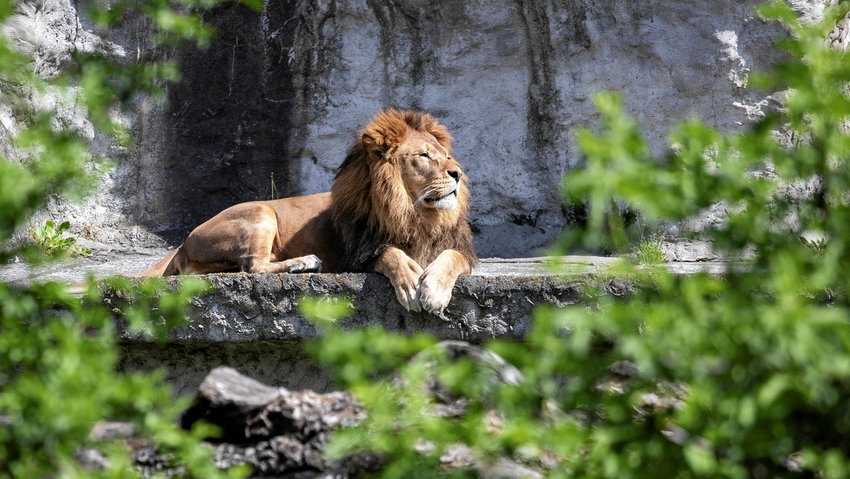 Pięć lwów uciekło z wybiegu. Władze australijskiego zoo uruchomiły "kod 1"