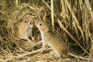 HARVEST MOUSE (OLD WORLD)