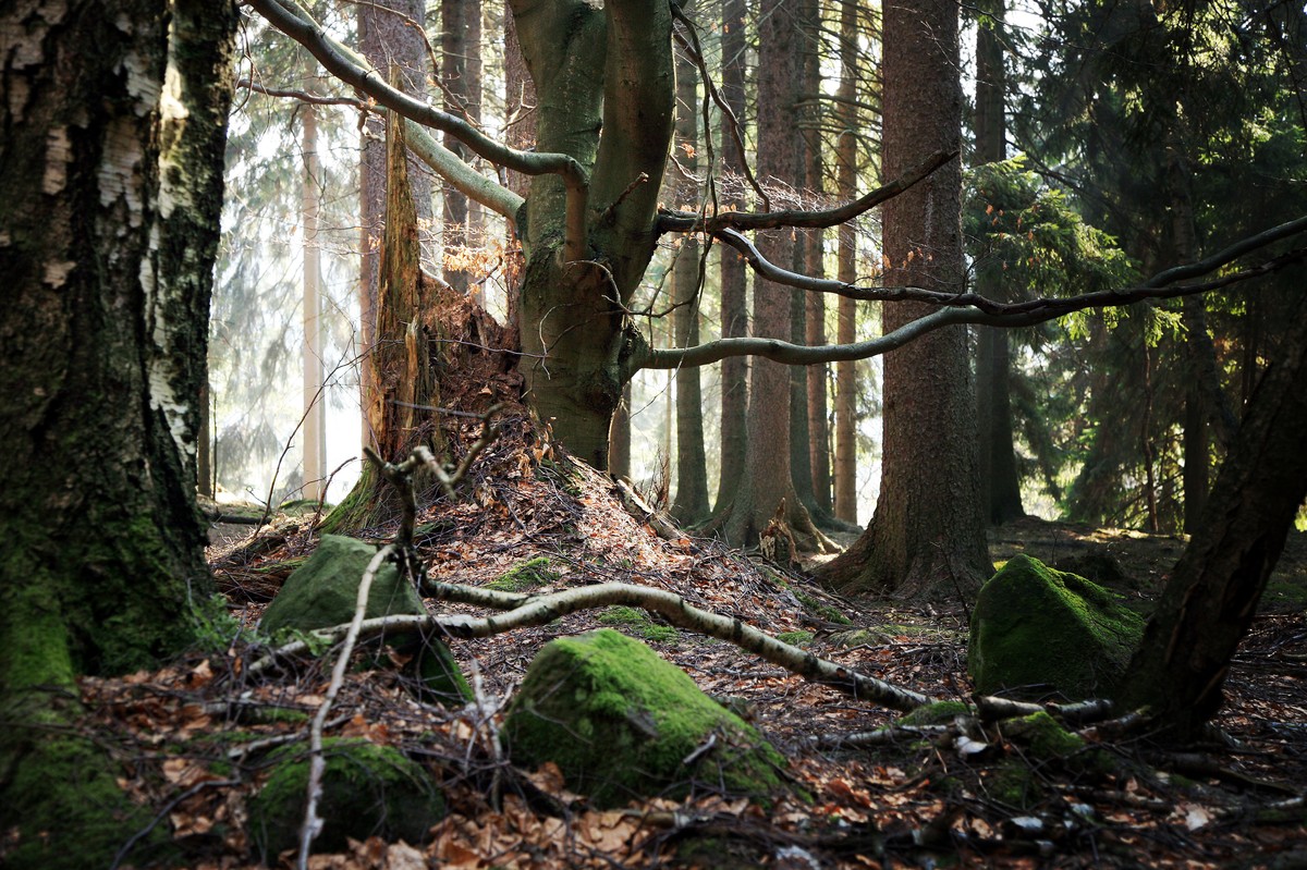 Las, gałęzie, mech