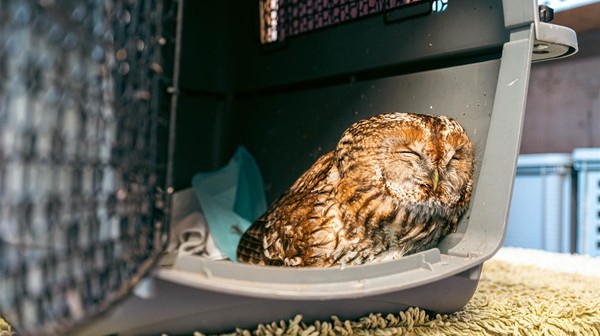 W stolicy Wielkopolski zacznie działać Dziki SOR