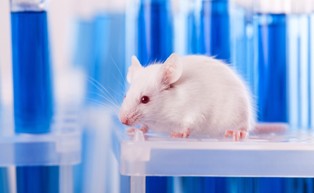 Czy medycyna musi eksperymentować na zwierzętach? Są już bardziej wiarygodne i tańsze metody