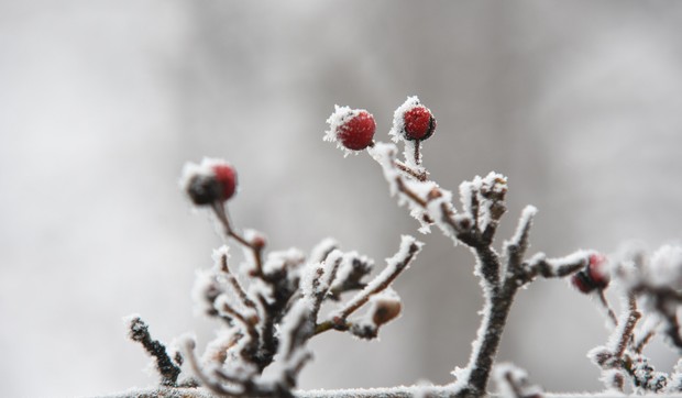 Novi Sad1845 mraz i magla u gradu foto Nenad Mihajlovic